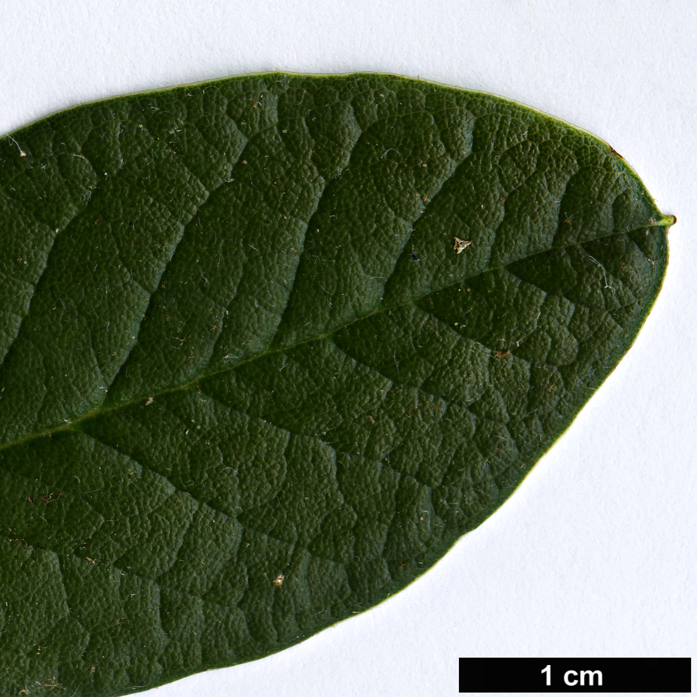 High resolution image: Family: Ericaceae - Genus: Rhododendron - Taxon: sanguineum - SpeciesSub: var. haemaleum